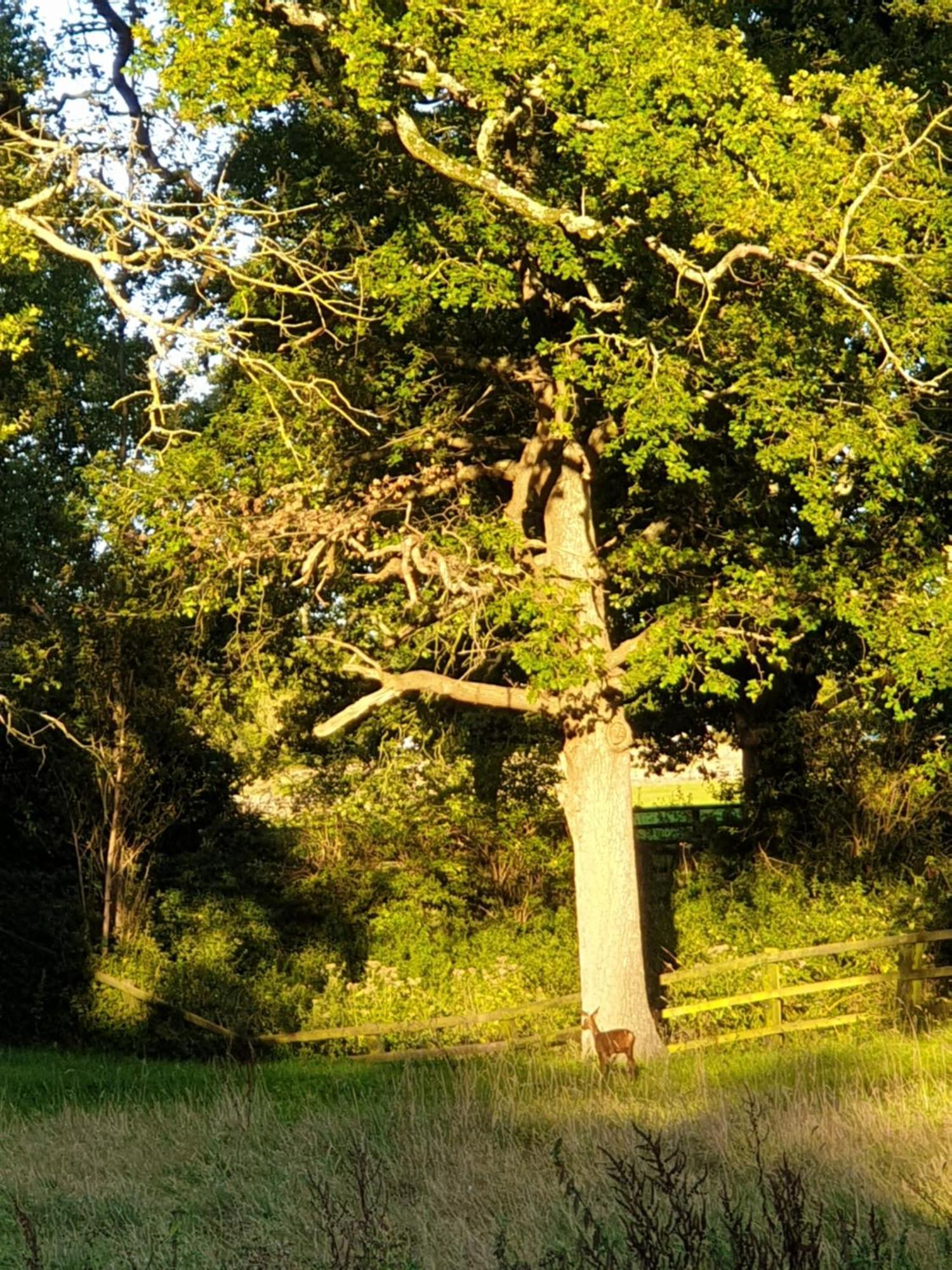 Cabin Westerlands Selham Zewnętrze zdjęcie